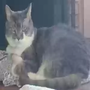 lost female cat nomi